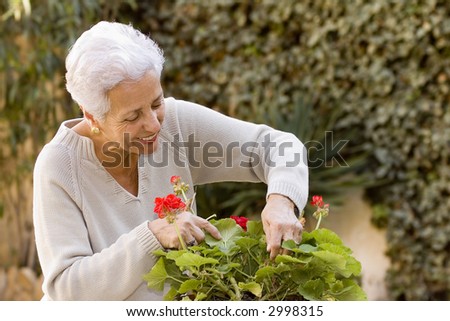 senior lady looking after her geraniums in her garden