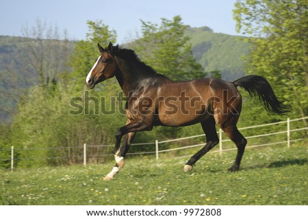 Brown horse running in pasture.