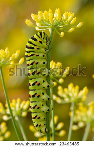 Old World Swallowtail (Papilio machaon) caterpillar.
