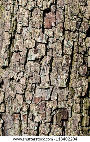 Pear Tree Bark Texture, Closeup Stock Photo 118402204 : Shutterstock