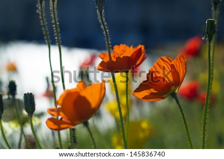 Red and yellow poppies in a summer garden