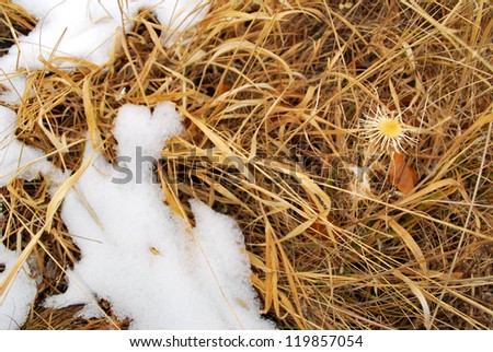 introduced grasses and dandelions under the melted snow