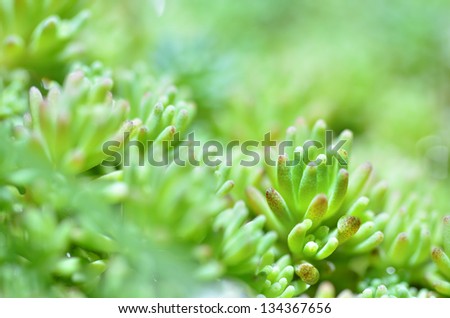 Macro of beautiful green plant with strange looking red pigment