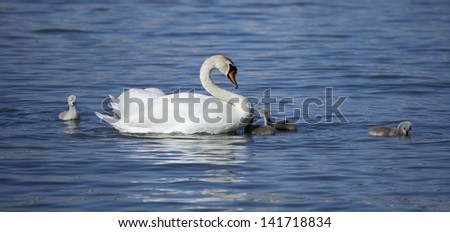 Swan with the own babys swimming in the danube river