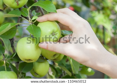 Ripe apple green hand rips.