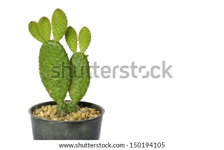 Close up of Bunny ears cactus (Opuntia microdasys) in a pot.