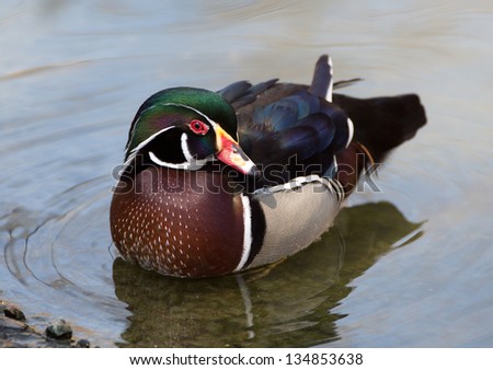 Wood duck near water\'s edge with reflection.  Closeup head turned.
