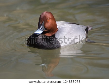 Redhead duck floating on pond looking at camera.