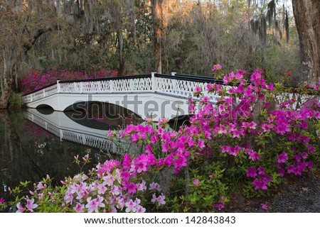 White Bridge And Azaleas At The Magnolia Plantation In Charleston, Sc.