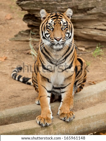 Female tiger sitting and posing for camera.