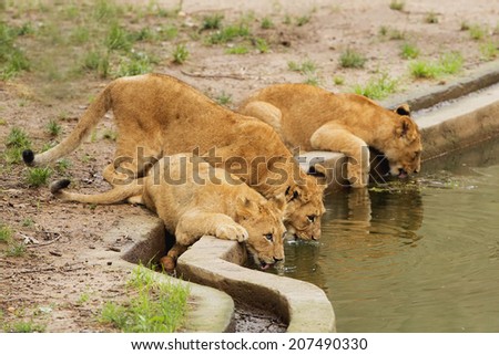 three lion cubs getting a drink all together.