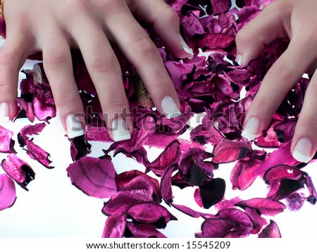 Fingers, beautiful nails on violet rose
