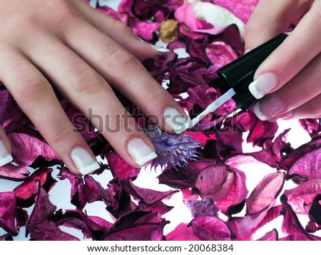 Fingers, beautiful nails on violet rose