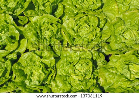 Green lettuce nature food background