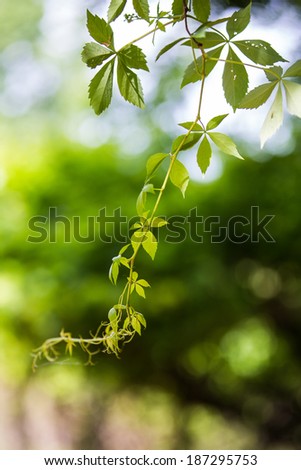 green vine with leaves hanging down