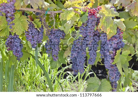 Red varietal wine grape clusters, on the vine, Autumn harvest time, California vineyards.