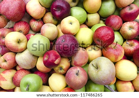 Loose, bulk apples, mixed varieties, red, golden, and green, at harvest time.