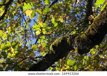Autumn oak leaves against blue sky, and mossy oak tree.