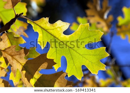 Detail of backlit brown and green Autumn Oak Leaves agains royal blue sky.