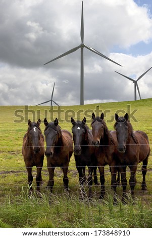 Curious horses in green field beneath electrical power generating windmills.