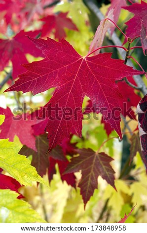 Close up of Autumn red Maple leaves against green.