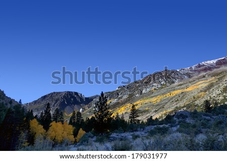 Dramatic, high contrast yellow Autumn Aspen trees, Mountains, silhouetted pine trees, sunrise, Fall, Sierra Nevada Range, California
