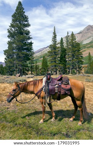 Red Dun mountain horse under saddle, saddle bags, rain slicker, Summer, Emigrant Wilderness, Stanislaus National Forest, California