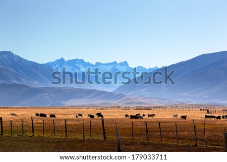 The Sierra Nevada Sawtooth Ridge, cattle on range land from Highway 395, Hoover Wilderness, Humboldt-Toiyabe National Forest, Eastern edge of Yosemite National Park, near Bridgeport, California.