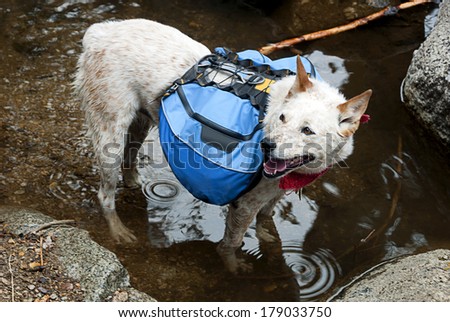 Dog, Red Heeler Cattle Dog with blue backpack, wading a mountain stream crossing.