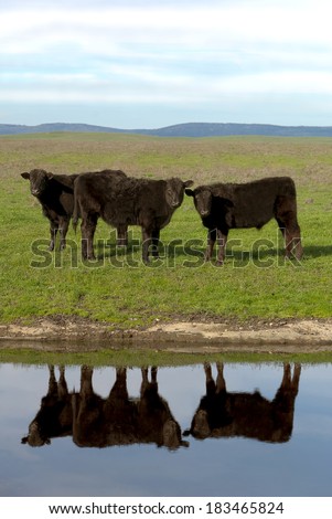 Black Angus cattle, with mirrored reflection in farm pond, California ranch range in background.