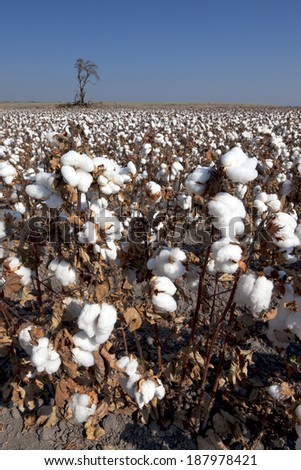 Raw agricultural cotton plants, white at harvest in the field.