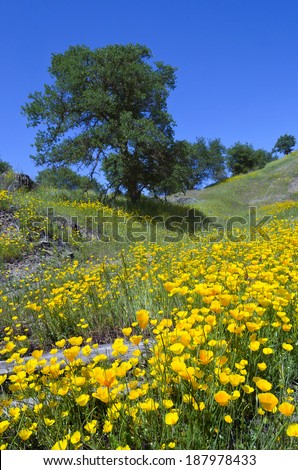 California Poppy wildflowers with White Oak trees, Northern California sierra foothills.