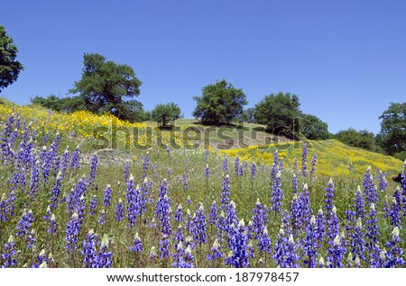 Spring Lupine and California Poppy wildflowers with White Oak trees, Northern California sierra foothills.