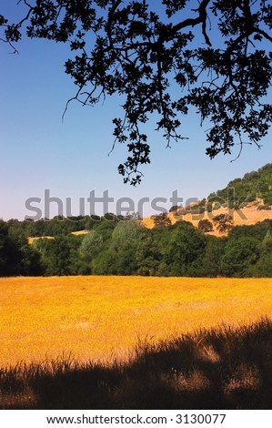 Yellow Wild Flower Meadow, With Oak Trees, and Oak Branch Silhouette Framing