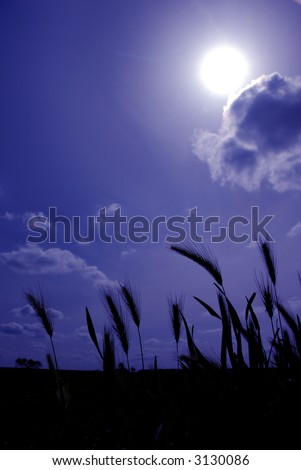 Wild Oats Silhouetted Against Stylized Blue Sky, Single Cloud, and Sun