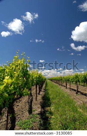 Spring Green California Grape Vines under White Clouds and Blue Sky