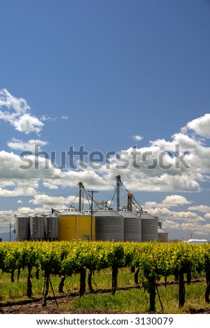 California Grape Vines and Rural Granary under Spring Clouds and Blue Sky