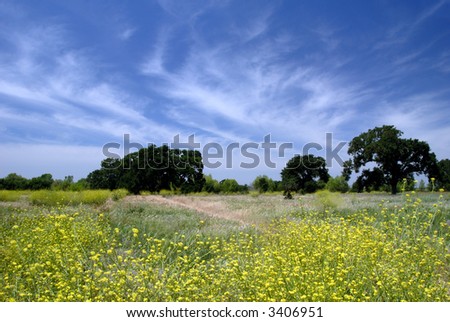 Field of Wild Mustard Flowers Under Stratus Clouds and Blue Summer Sky