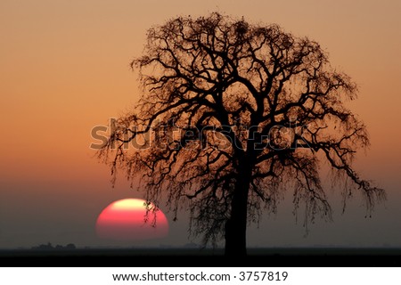 Golden Silhouette of Bare Winter Oak Tree Against Setting Red Sun