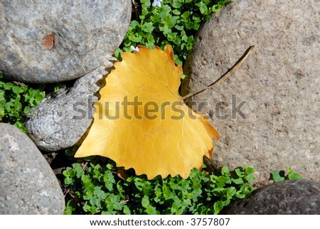 Deep Yellow Cottonwood Leaf on Delicate Green Leaves and Granite River Rocks