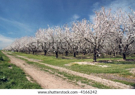 Almond Orchard In Bloom Under Springtime Skies