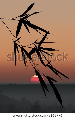 Shoot of Black Bamboo Leaves Silhouetted Against Golden Afternoon Sky and Setting Sun