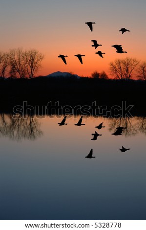 Reflection of Winter Evening Geese Flying over Wildlife Pond, San Joaquin Delta, California Flyway
