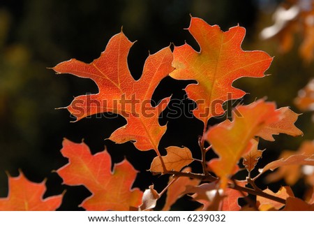 Red Autumn California Black Oak Leaves