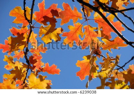 Brilliant Red Oak Leaves Against Deep Blue Autumn Sky
