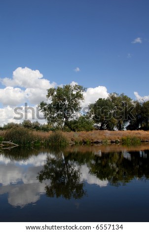 Reflection of White Clouds and Trees in Wildlife Pond