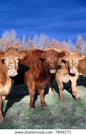 Three Range Cows Under American Western Sky