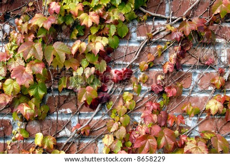 Background image of ivy league vines on old brick wall.