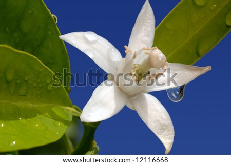 White Orange Blossom with Water Drop in Full Bloom Against Blue Sky