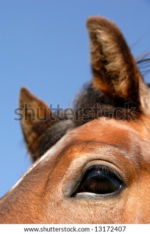 Closeup of the young strawberry roan, cutting horse bred